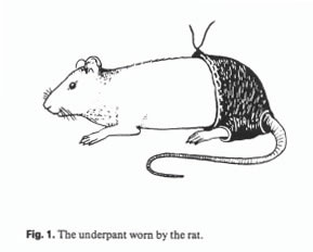 the-underpant-worn-by-the-rat